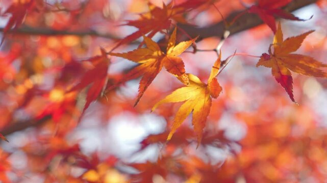 beautiful red autumn leave maple,