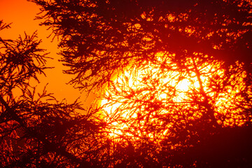 梢の夕日20230103