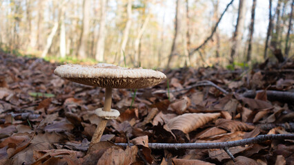 istanbul, turkey -11.02.2025: 
Bosphoru The Belgrade Forest is located on the easternmost tip of the Catalca Peninsula, on the European side of Istanbul province. It borders the Bosphorus to the east 