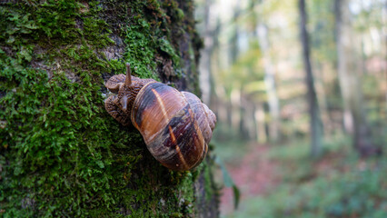 istanbul, turkey -11.02.2025: 
Bosphoru The Belgrade Forest is located on the easternmost tip of the Catalca Peninsula, on the European side of Istanbul province. It borders the Bosphorus to the east 