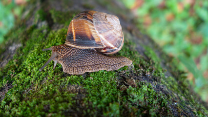 istanbul, turkey -11.02.2025: 
Bosphoru The Belgrade Forest is located on the easternmost tip of the Catalca Peninsula, on the European side of Istanbul province. It borders the Bosphorus to the east 