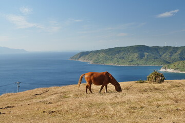 宮崎県串間市の都井岬の野生馬