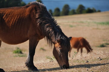 宮崎県串間市の都井岬の野生馬