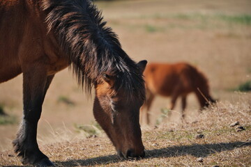 宮崎県串間市の都井岬の野生馬