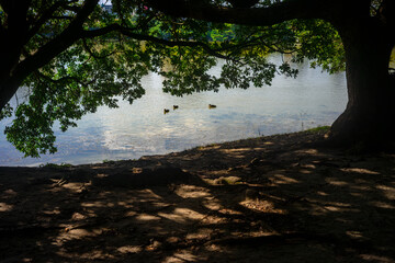 池の端の木陰20251108