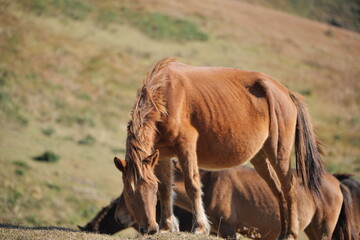 宮崎県串間市の都井岬の野生馬