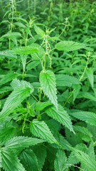 Green foliage of stinging nettle plants with serrated leaves and delicate flowers, thriving in a lush natural environment, showcasing vibrant botanical growth and texture