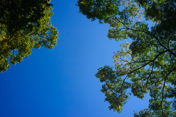 見上げた木々の狭間の青空20251108