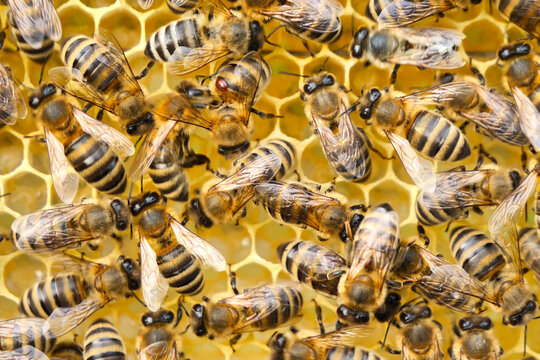 A bee with a varroa mite clinging to its body. 
