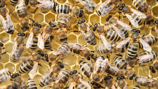 A bee with a varroa mite clinging to its body. 