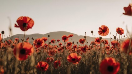 A field of vibrant red poppies at dawn, with mountains in the soft, light background