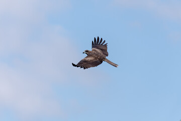 Falcon in flight