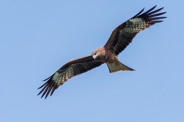 Fototapeta premium Falcon in flight