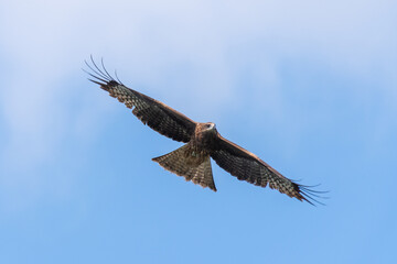 Falcon in flight
