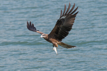 Falcon in flight