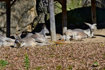 カンガルー © MJ