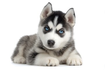 Fototapeta premium A fluffy husky puppy rests its head looking forward with bright blue eyes.
