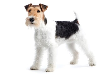A wire fox terrier dog stands still on a white background
