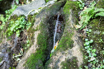 source in green forest