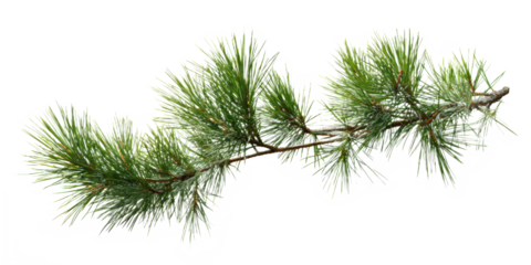 Isolated pine tree branch on transparent background for holiday design, nature overlay element, winter branding visual, seasonal greeting card, eco-themed template

