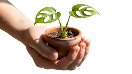 Hand Holding Potted Monstera Plant, Natural Wellness Concept