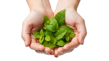 Cupped Hands Holding Fresh Green Leaves, Spa Wellness Concept