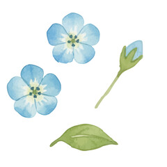 Watercolor-style nemophila illustration