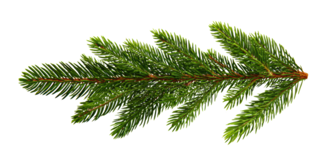 Straight Christmas tree branch isolated on transparent background for holiday overlay, festive design element, seasonal greeting card, winter branding asset, eco-themed template

