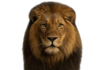 Lion's face close up with transparent background, looking straight on.