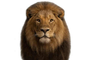 Majestic Lion Portrait on transparent background, Wildlife, Closeup