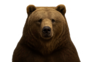 Portrait of a Brown Bear with transparent background close-up view.