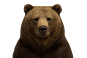 Grizzly bear headshot with a transparent background, big animal face
