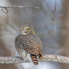Eurasian pygmy owl sitting on a tree branch in winter day