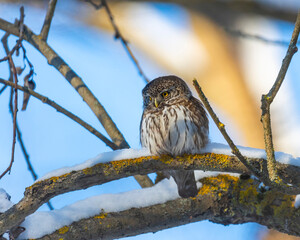 Eurasian pygmy owl sitting on a tree branch in winter day