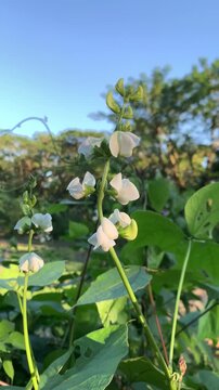 Hyacinth bean flower: a close-up image showing a delicate hyacinth bean flower, with soft petals, and a vibrant clear sky in the background, exuding a sense of freshness and calm.