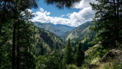 Obraz premium Serene wilderness view: expansive mountain scenery enveloped by thick coniferous woods