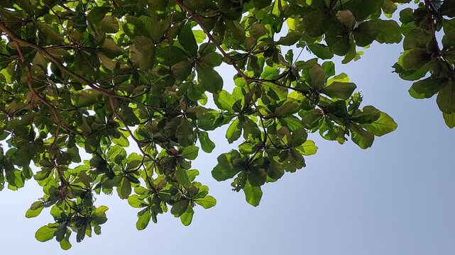 Branches of Indian almond tree terminalia catappa against blue sky