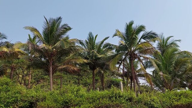 Row of coconut palms in jungle against blue sky