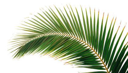 Obraz premium Tropical palm tree leaf isolated on white, a green nature frond for summer designs