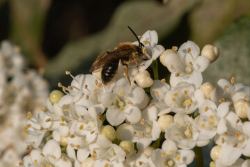 A bee delicately positioned on a cluster of small white flowers, showcasing nature's intricate details with precision