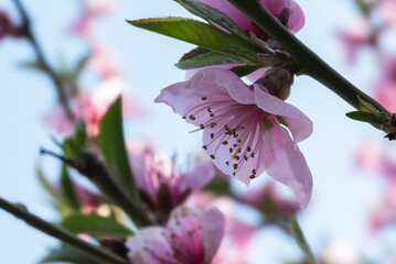 Delicate peach blossoms against a blurred background of a light blue sky, creating a serene and natural aesthetic