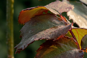 Close-up of rose leaves, showcasing their textured surfaces and intricate details with a soft, diffused light