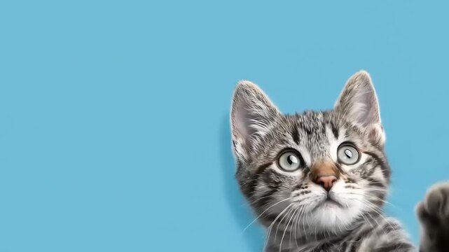 Curious kitten on blue background close up portrait with copy space