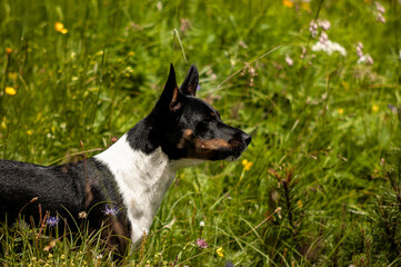hund natur wiese