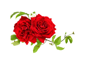 Red rose flowers and green leaves of passiflora in a corner arrangement isolated on white or transparent background for Valentine Day