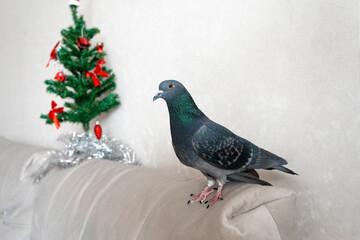 Rescued domestic pigeon standing on sofa near Christmas tree  