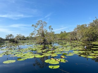 Wetland  Water Lilies Landscape