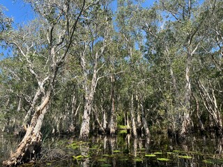 White Samet Cajuput Trees Wetlands Forest with Reflections in Water