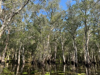 White Samet Cajuput Trees Wetlands Forest with Reflections in Water