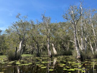 White Samet Cajuput Trees Wetlands Forest with Reflections in Water